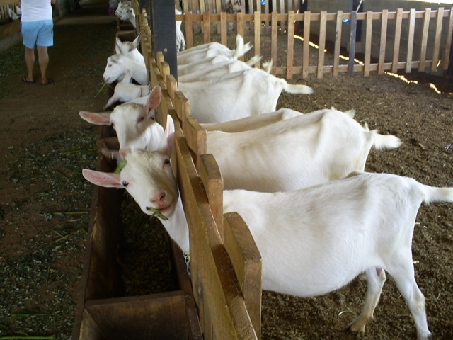 Avaliação de um aparelho portátil para quantificar a concentração de ß-hidroxybutyrato em cabras leiteira